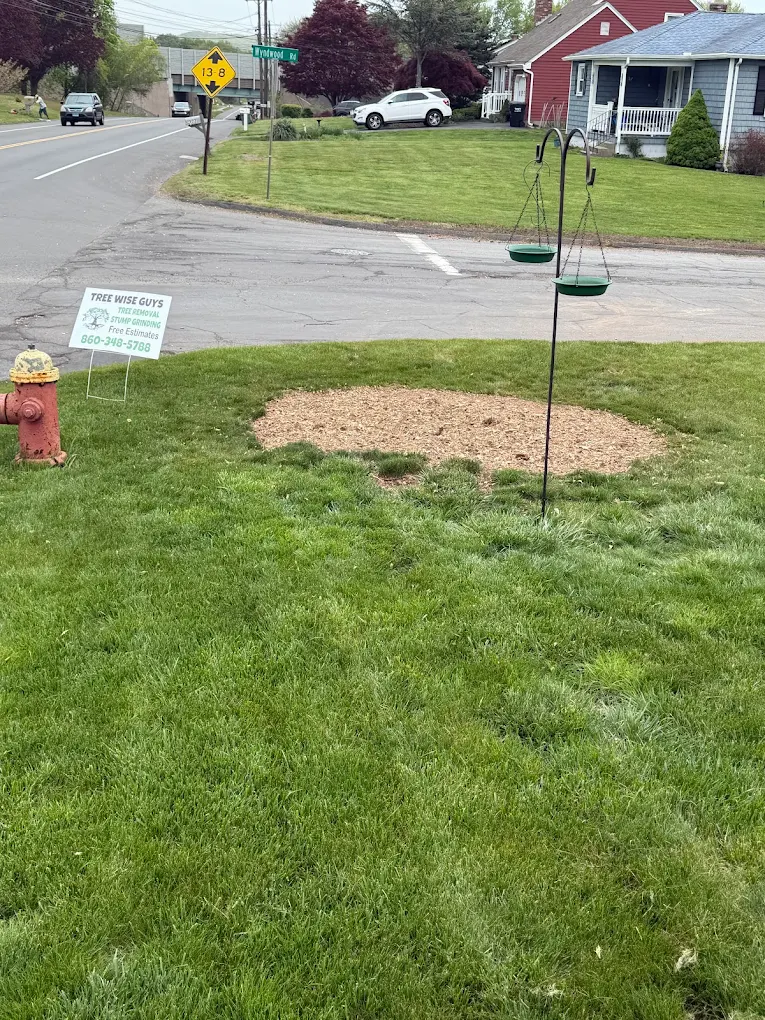Clean stump grind result β Tree Wise Guys CT