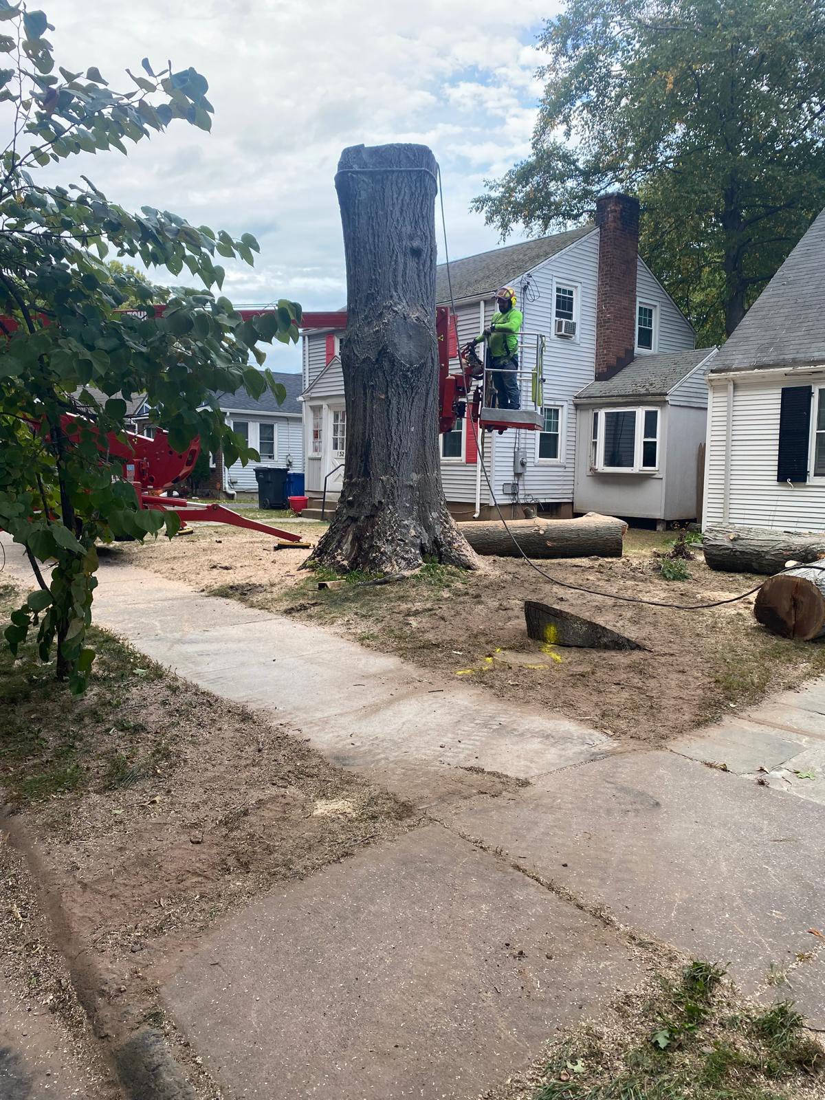 Kris cutting down a large tree β Tree Wise Guys CT