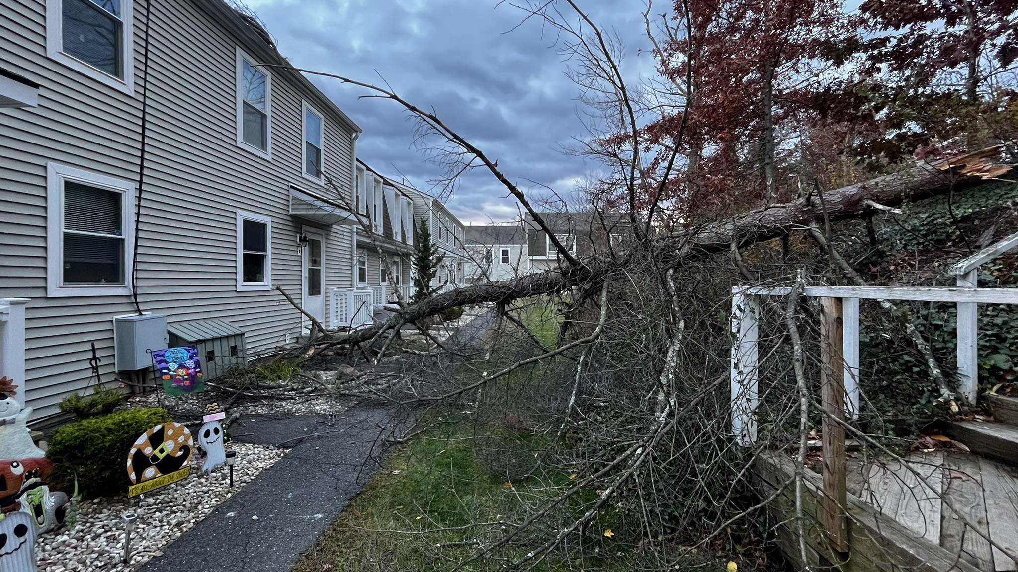 Storm-downed tree β Tree Wise Guys emergency response